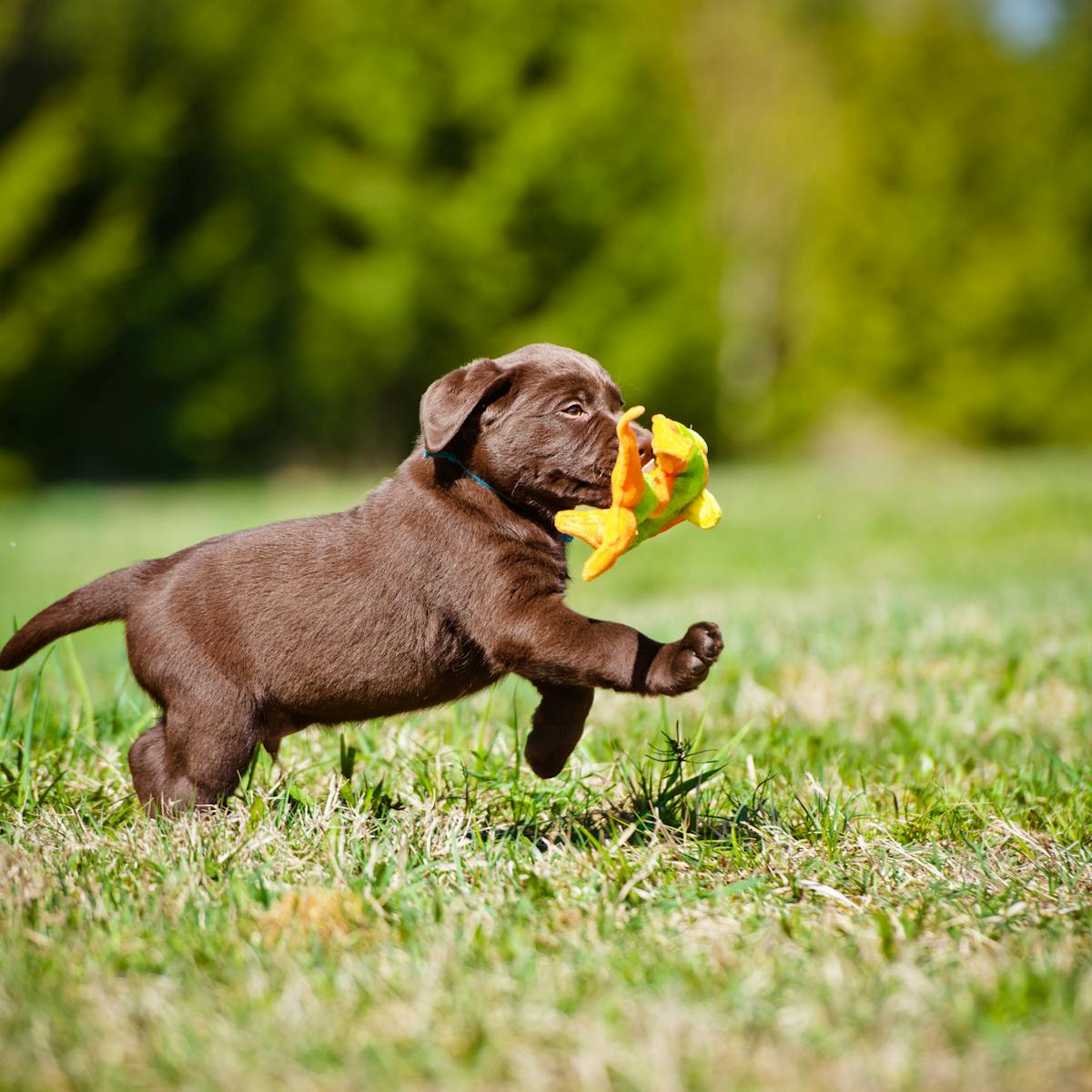 Chocolate Labradors Die Earlier Than Yellow Or Black And Have More Disease