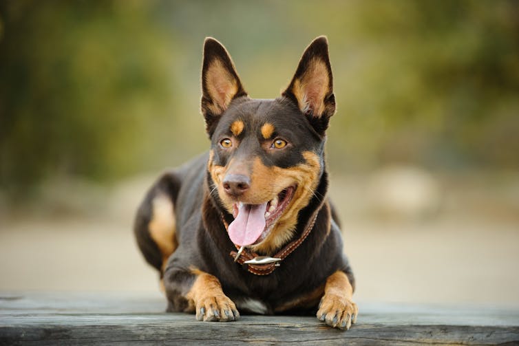 Chocolate Labradors die earlier than yellow or black, and have more disease