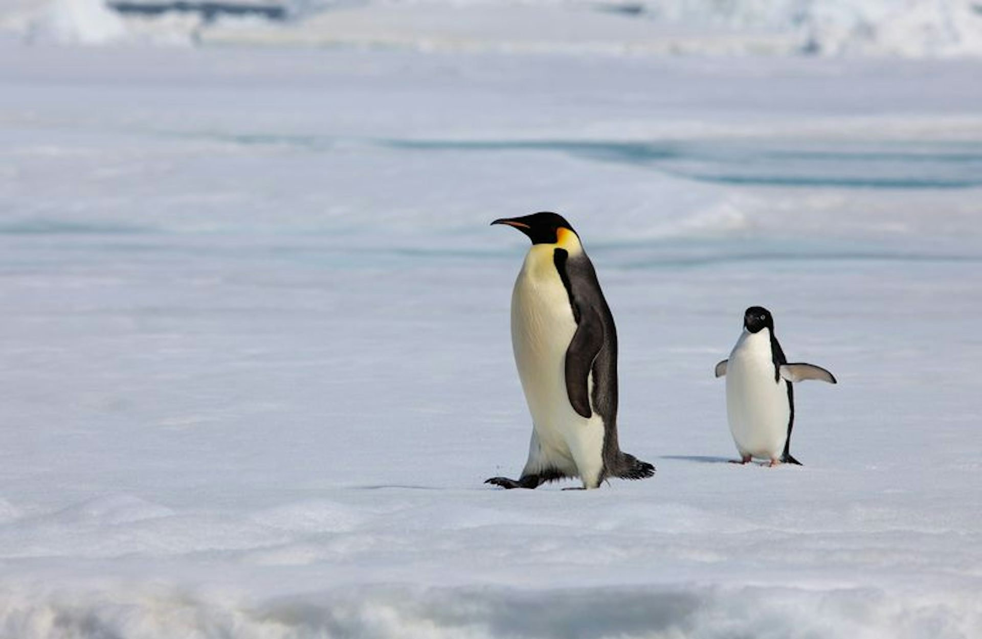 Поднимать пингвинов в антарктиде вакансии. Переворачиватель пингвинов. Худой Пингвин. Толстый Пингвин.