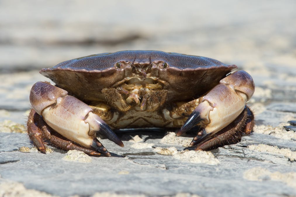 Edible crabs won&#39;t cope with the effects of climate change on seawater – new study