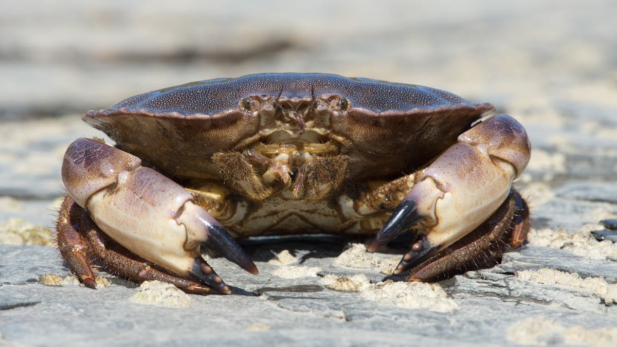 Edible crabs won't cope with the effects of climate change on seawater – new study