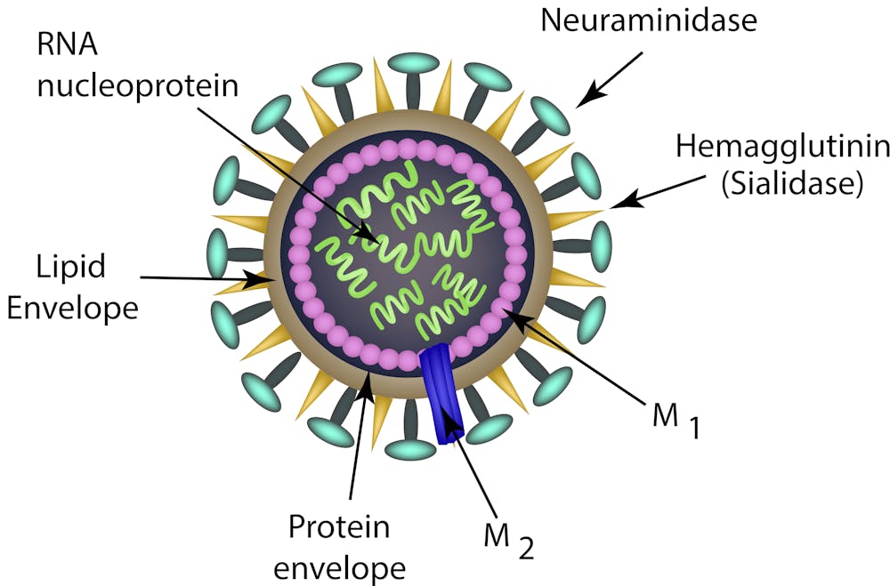 Why did the flu kill 80,000 Americans last year?