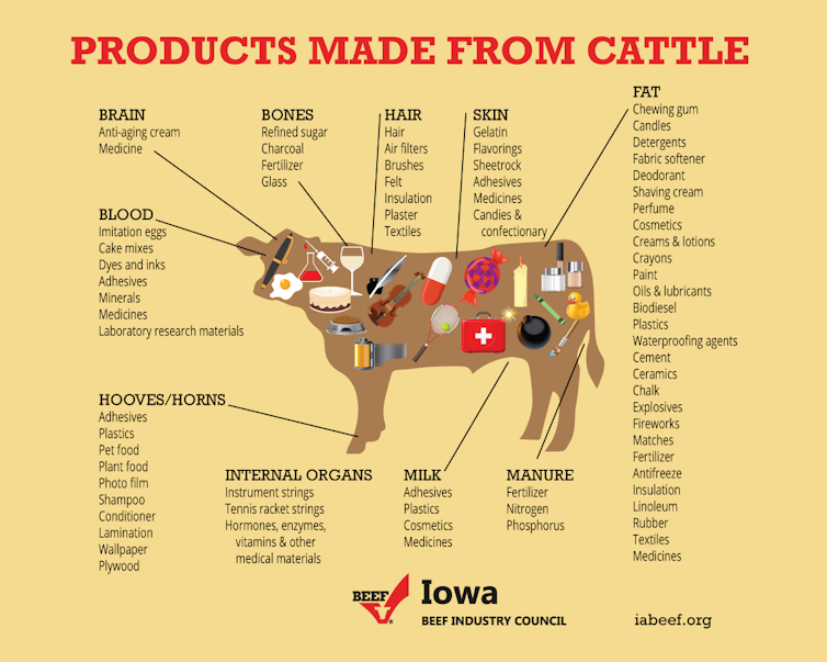 Why cows are getting a bad rap in lab-grown meat debate