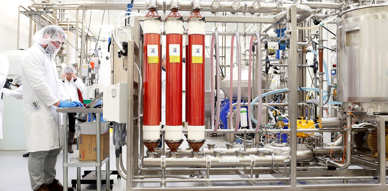 Why cows are getting a bad rap in lab-grown meat debate