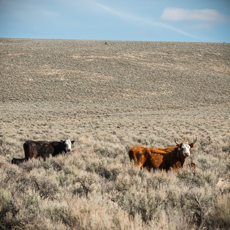 Yes, eating meat affects the environment, but cows are not killing the  climate - Beef Central
