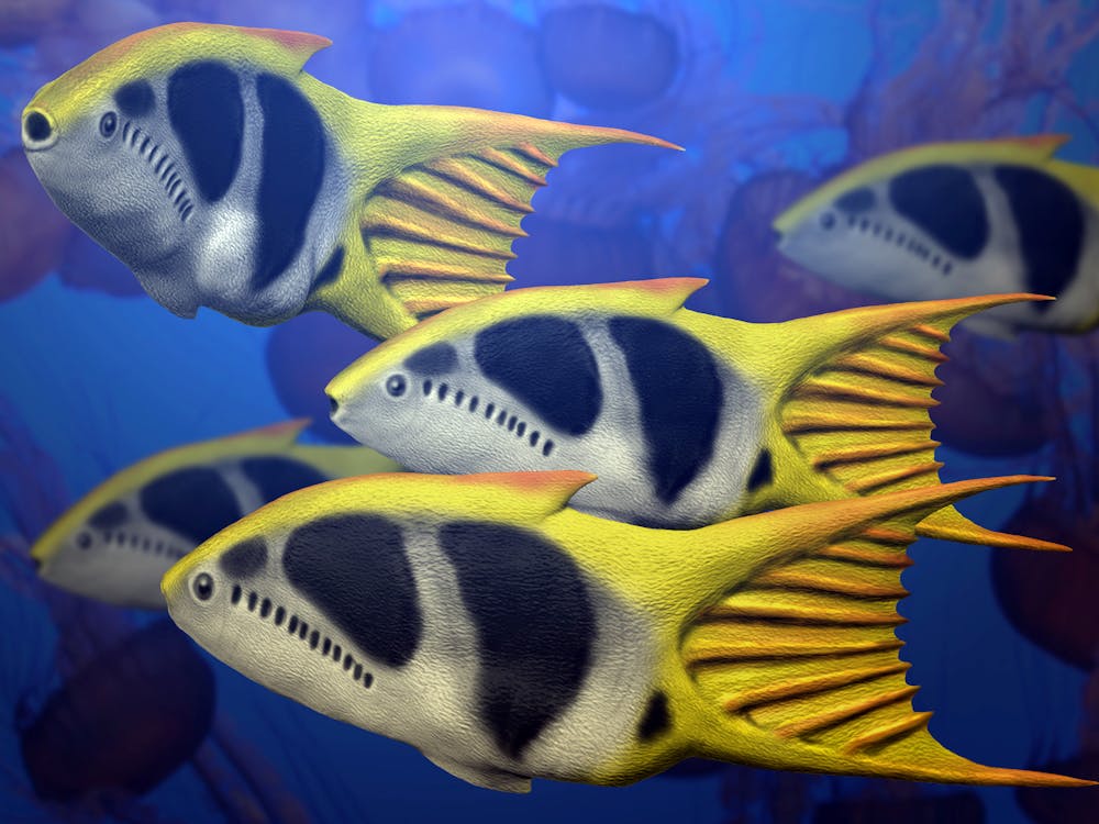 Ancient fish evolved in shallow seas – the very places humans threaten