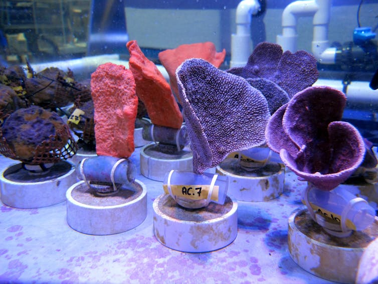 The rise of sponges in Anthropocene reef ecosystems