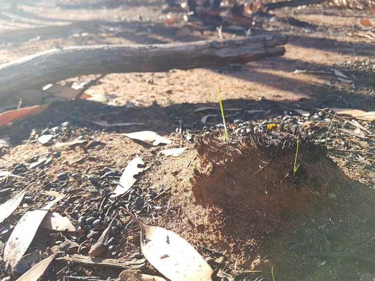 Spinifex grass would like us to stop putting out bushfires, please