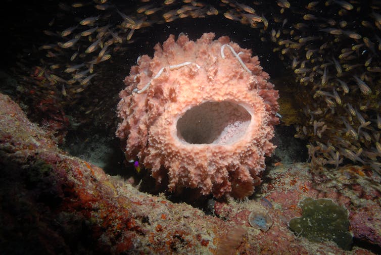 The rise of sponges in Anthropocene reef ecosystems