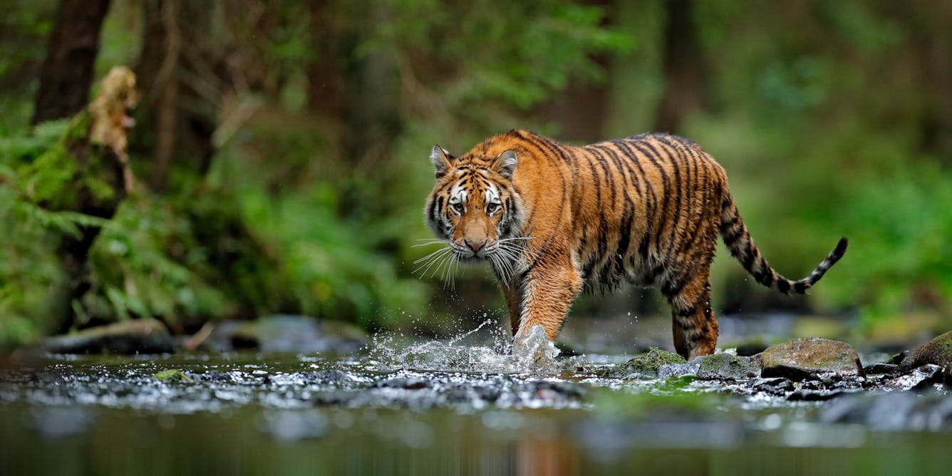Bengal Tiger: Diet, Habitat, Facts, and Population, by Animal Learns