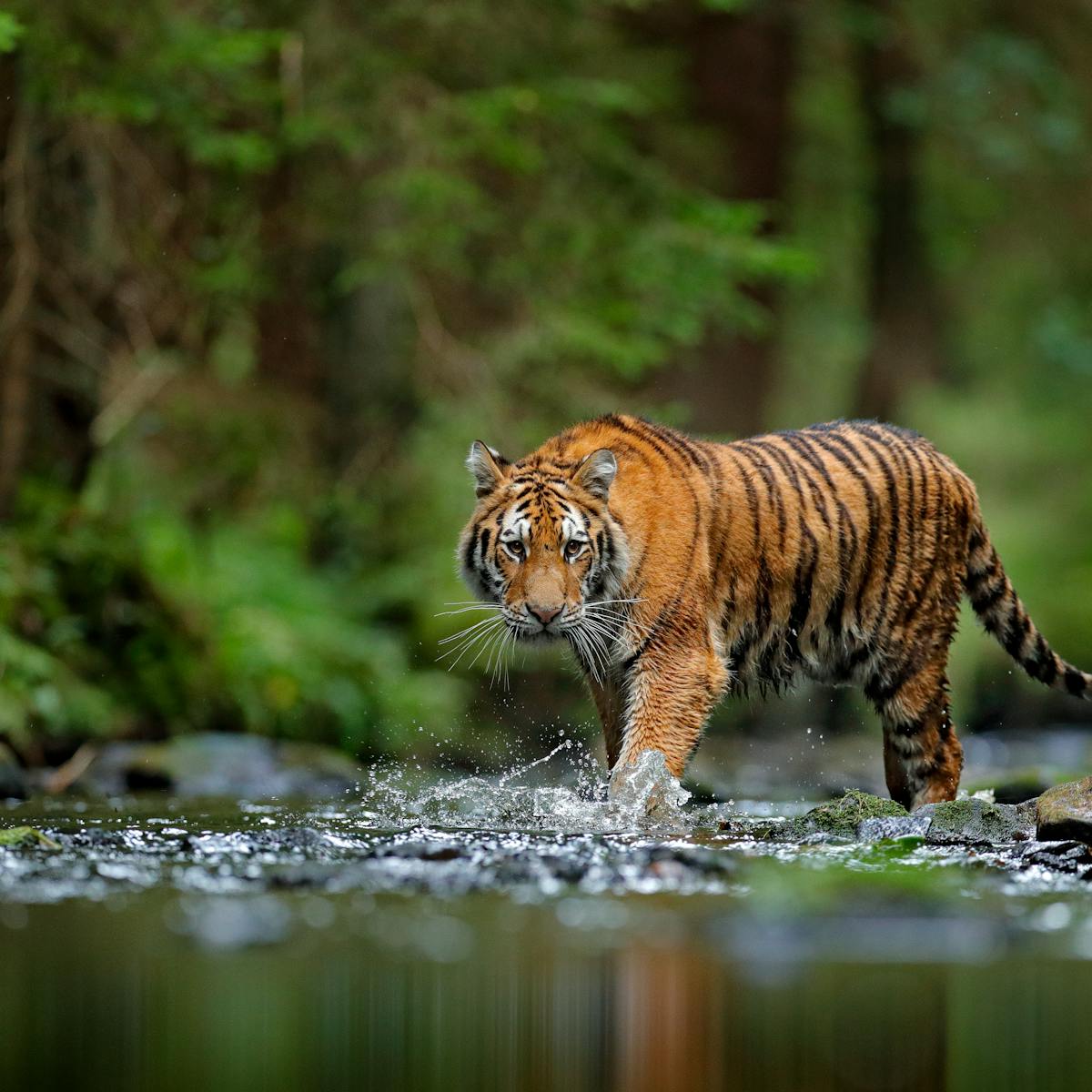 Tigers Confirmed As Six Subspecies And That Is A Big Deal