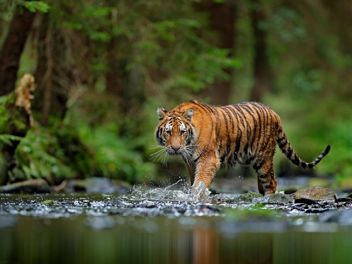 Tigers confirmed as six subspecies, and that is a big deal for ...