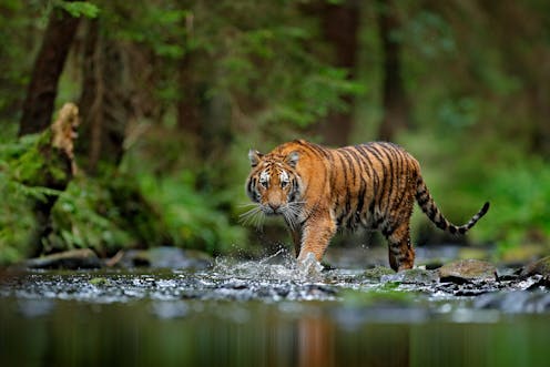 Image result for Tiger