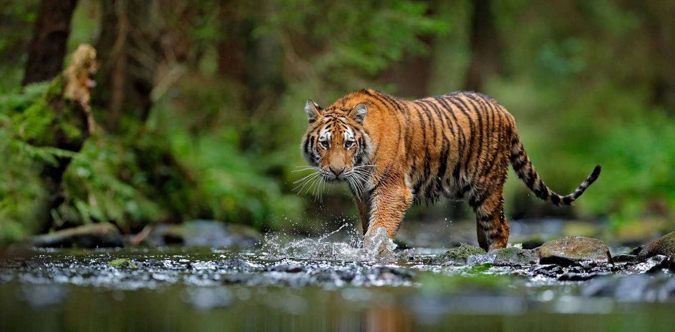 Tigers confirmed as six subspecies, and that is a big deal for conservation