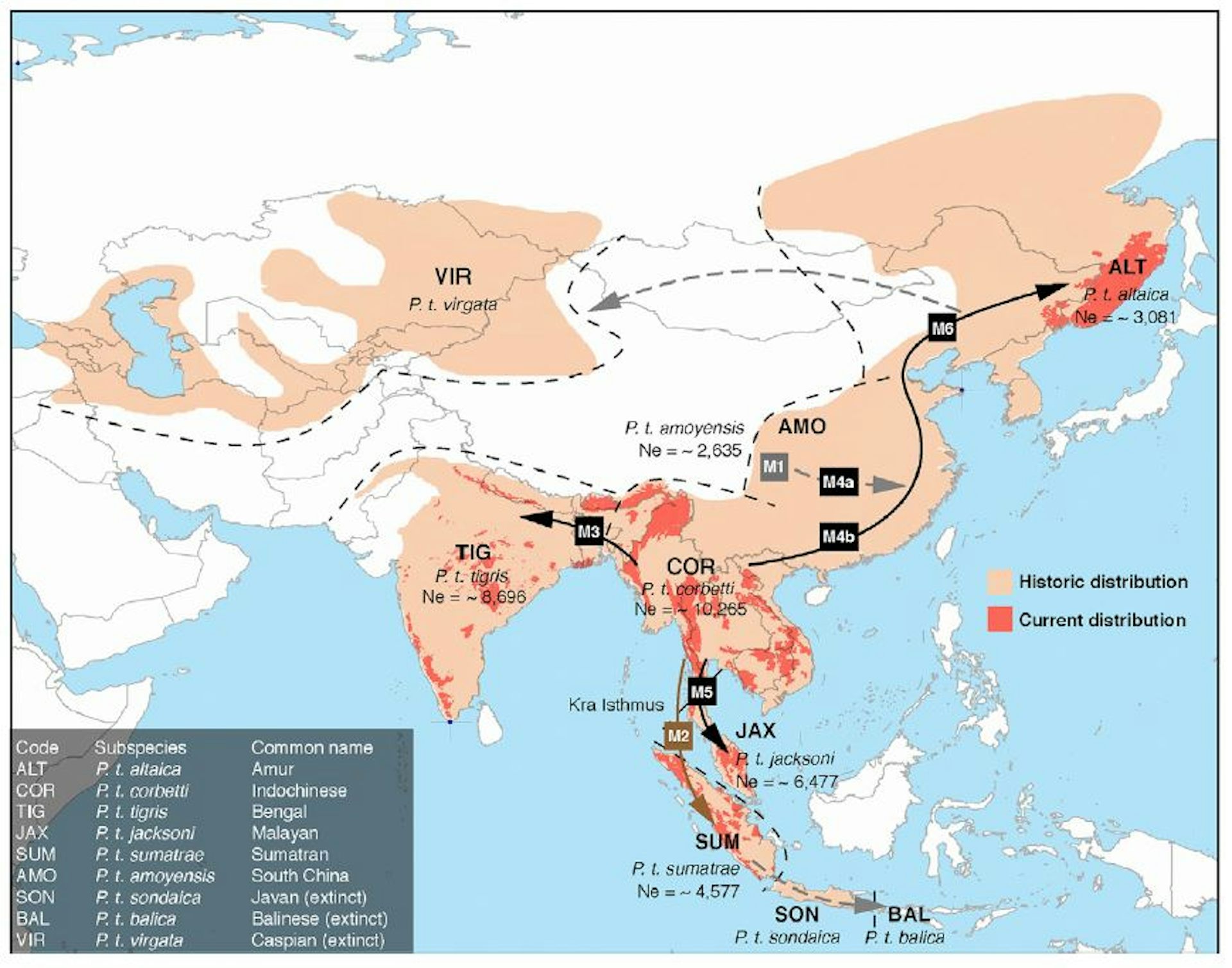 Tigers confirmed as six subspecies, and that is a big deal for conservation