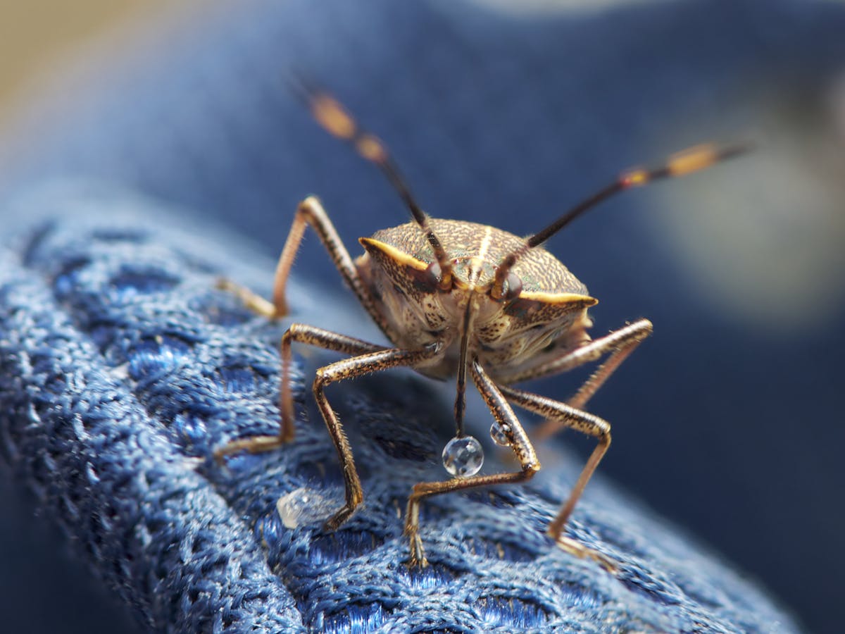 Why There May Be Thousands Of Stink Bugs Hiding Under Your Sofa