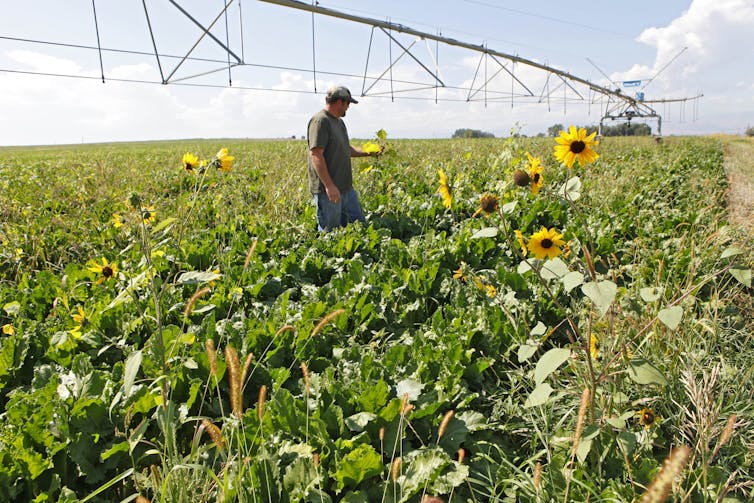 Roundup weed killer lawsuit hits a snag, but Monsanto is not off the hook