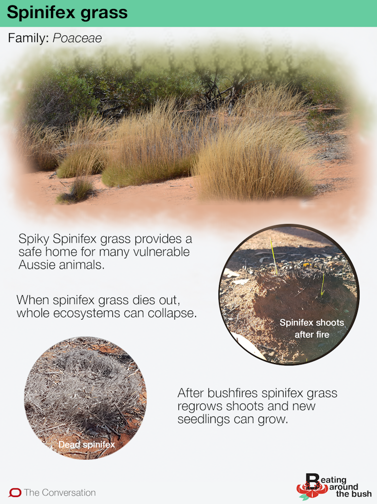 Spinifex grass would like us to stop putting out bushfires, please