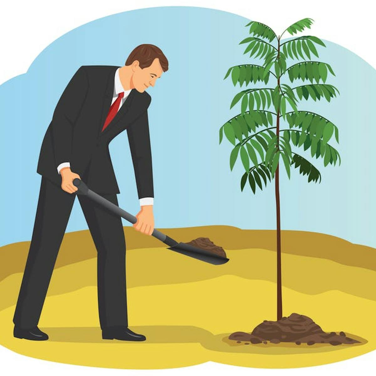 Ces Arbres Qui Cachent Des Forets De Greenwashing Ces Arbres Qui Cachent Des Forets De Greenwashing