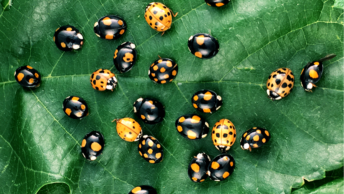 Rojo Y Negro La Genetica De Los Lunares De Las Mariquitas