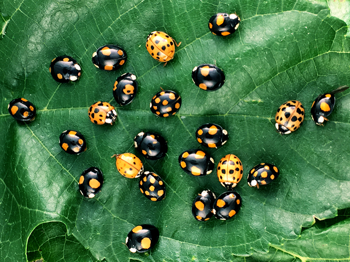 Rojo Y Negro La Genetica De Los Lunares De Las Mariquitas