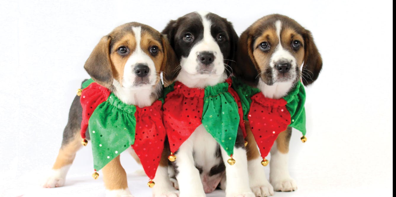 Yes, you can adopt a pet as a Christmas gift – so long as you do it