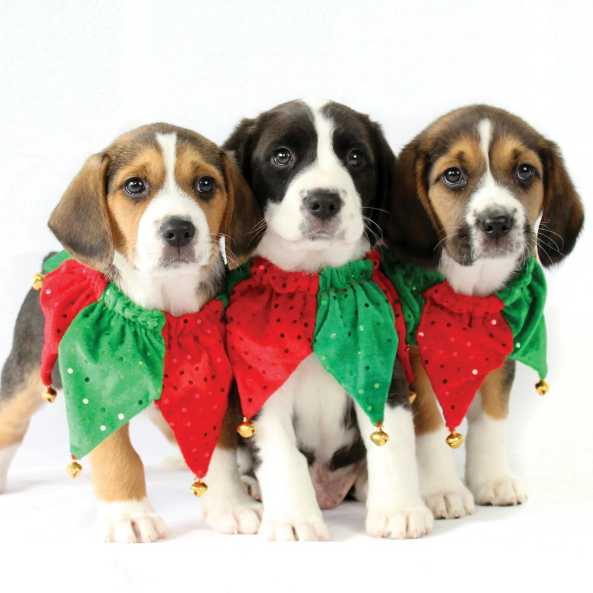 Yes You Can Adopt A Pet As A Christmas Gift So Long As You Do