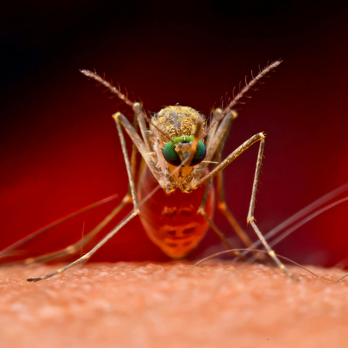 can you survive malaria without treatment