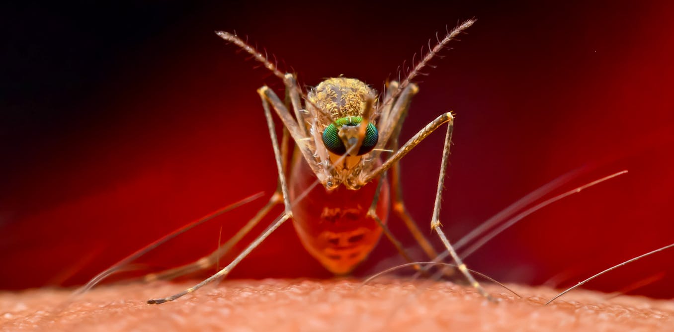 How our red blood cells keep evolving to fight malaria