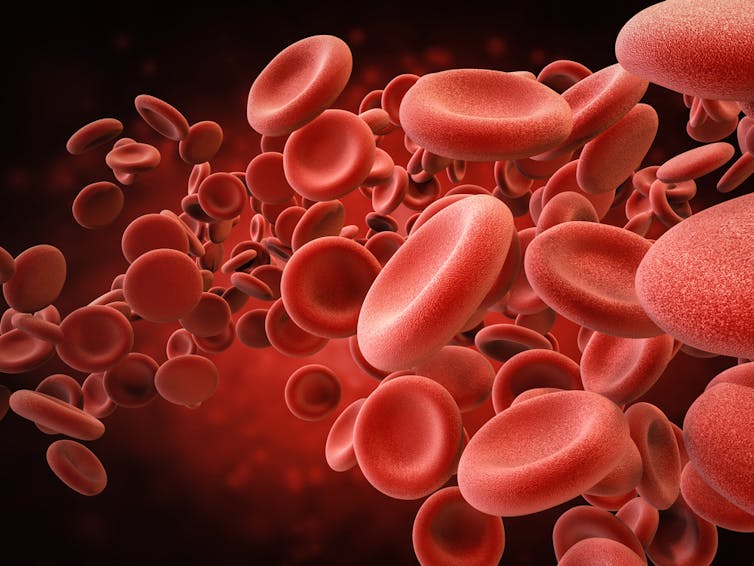 How our red blood cells keep evolving to fight malaria