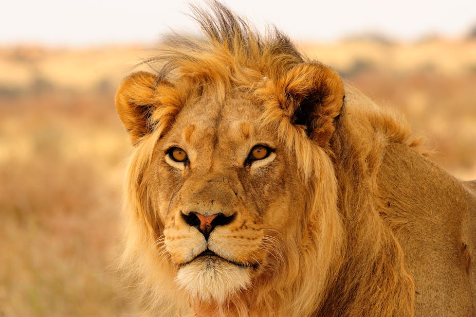 How We Arrived At A 1 Billion Annual Price Tag To Save Africa S Lions