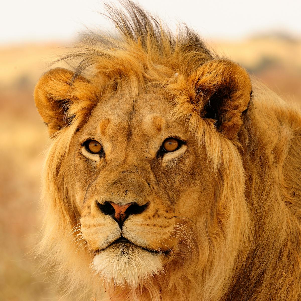 How we arrived at a $1 billion annual price tag to save Africa's lions