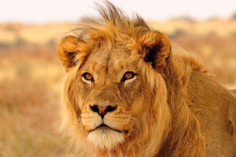 Singa