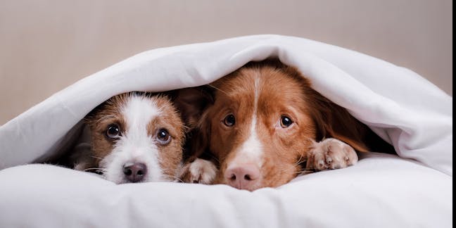 Can Your Pets Get Coronavirus? What time.com