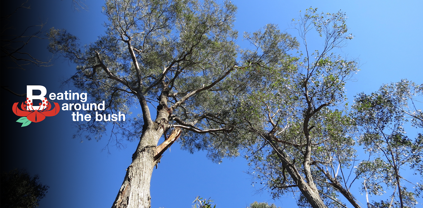 Stringybark is tough as boots (and gave us the word 'Eucalyptus')