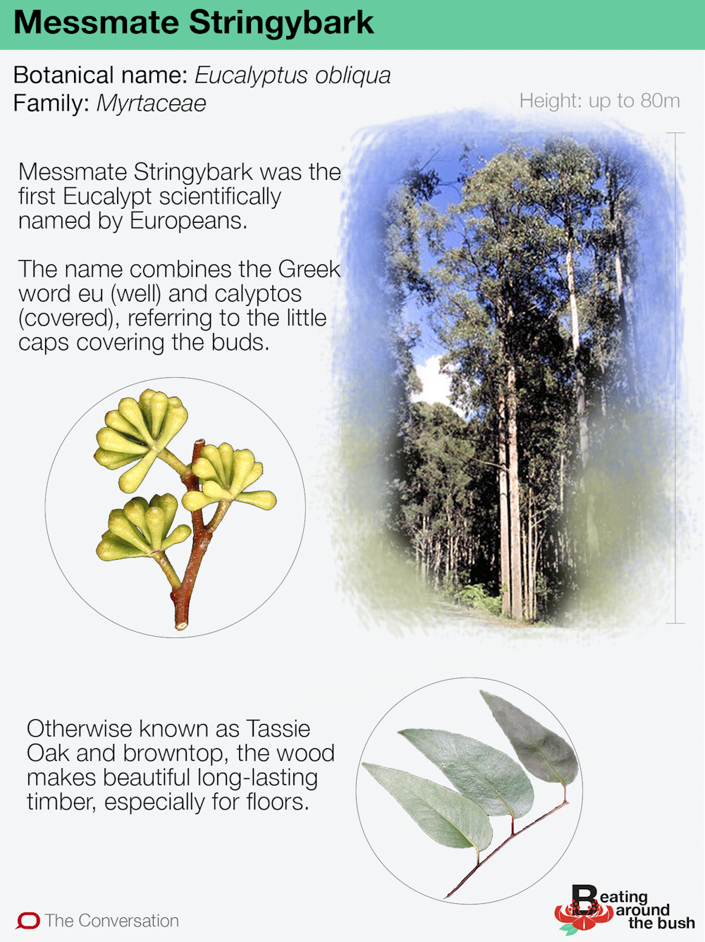 Stringybark is tough as boots (and gave us the word 'Eucalyptus')