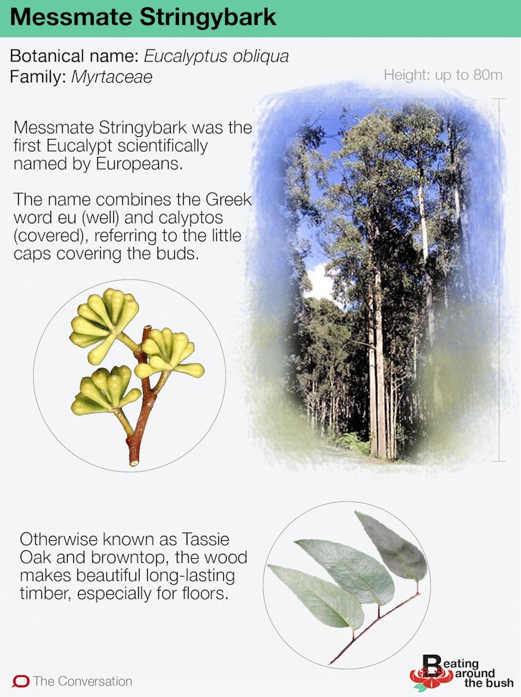 Stringybark is tough as boots (and gave us the word 'Eucalyptus')