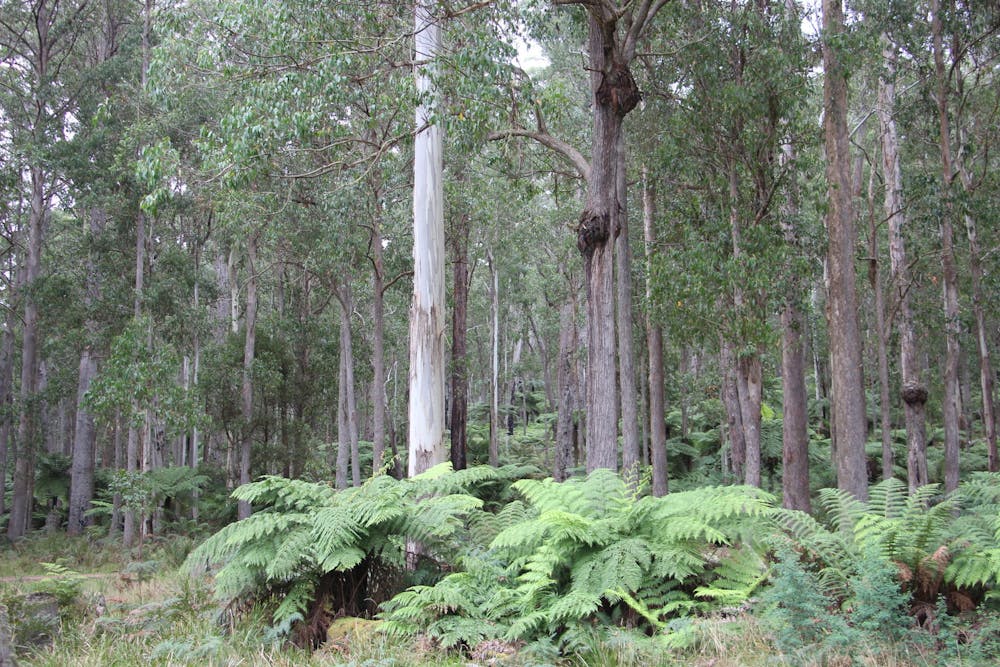 Stringybark is tough as boots (and gave us the word ‘Eucalyptus ...