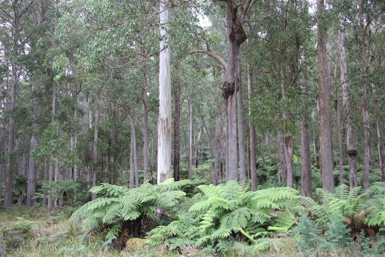 Stringybark is tough as boots (and gave us the word 'Eucalyptus')