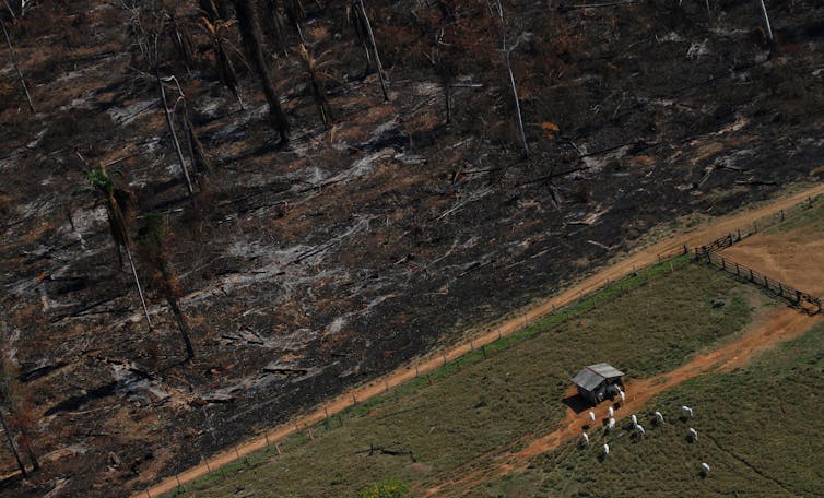 La protección estricta del Amazonas fomenta la productividad agrícola en Brasil