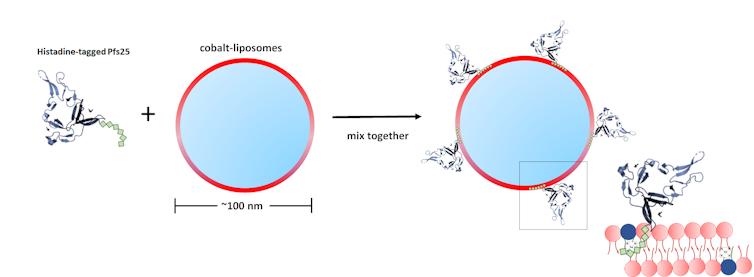 A vaccine that could block mosquitoes from transmitting malaria