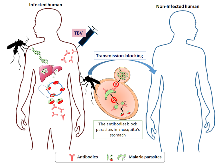 A vaccine that could block mosquitoes from transmitting malaria