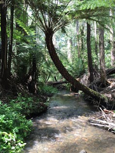 69 pharmaceuticals found in invertebrates living in Melbourne's streams