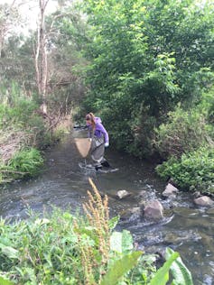 69 pharmaceuticals found in invertebrates living in Melbourne's streams