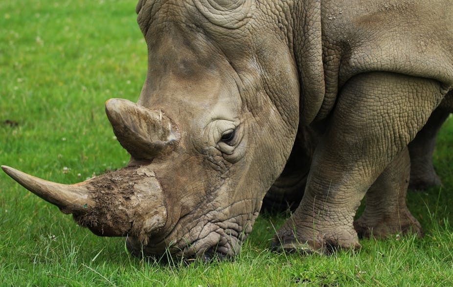 Le nombre de rhinocéros est en augmentation en Afrique