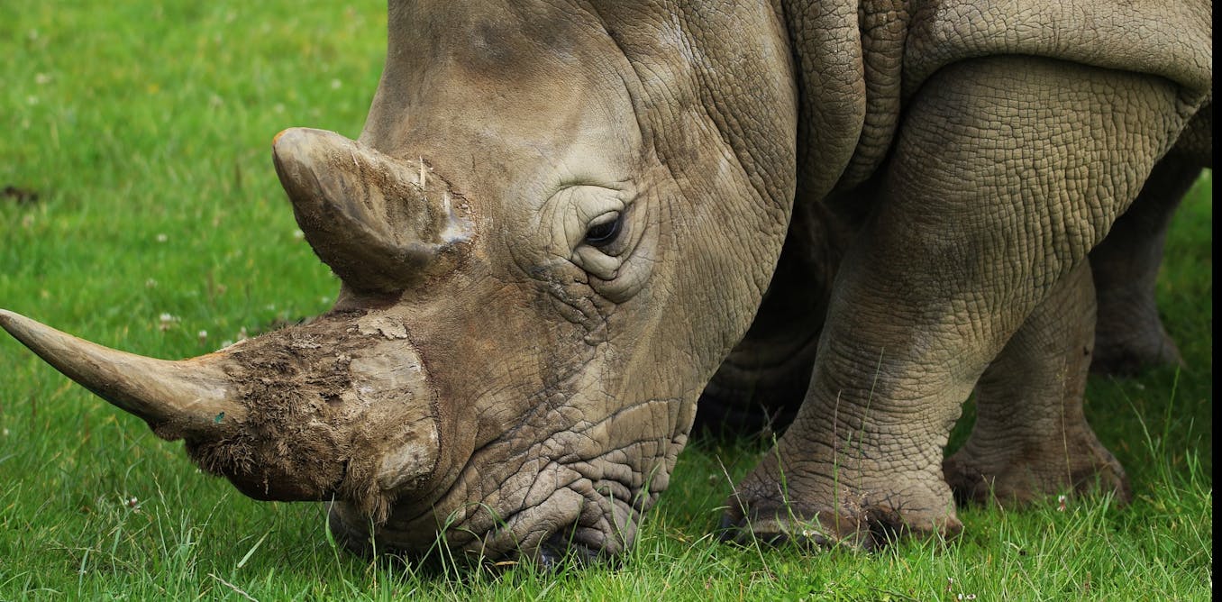 Legalisation De La Corne De Rhinoceros Un Remede Pire Que Le Mal Legalisation De La Corne De Rhinoceros Un Remede Pire Que Le Mal