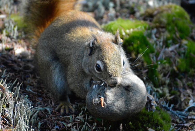 A red squirrel mother carries a 25-day old pup to a new nest.