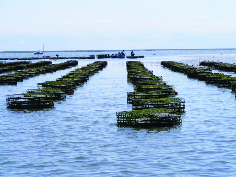 Oysters are grown in cages at Island Creek Oyster Farm in Duxbury, Mass.