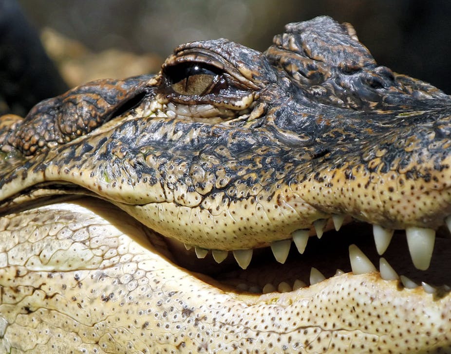 Krokodil: cómo la ' droga zombie que come carne ' está causando una crisis  global - Adicciones Drogas, Alcohol