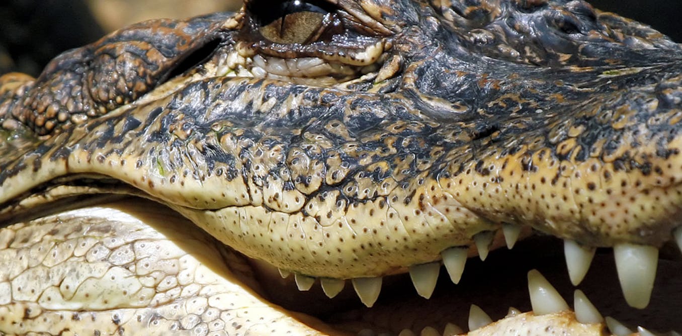 Krokodil how flesh eating zombie drug is causing a global crisis Krokodil how flesh eating zombie drug is causing a global crisis